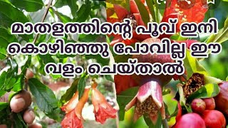 വീട്ട് മുറ്റത്തെ മാതള തൈ(മാതള കൃഷി) [growing pomegranate in home,Anar]