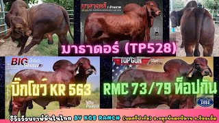 พ่อพันธุ์​บ​ราห์มัน​แดง บิ๊กโชว์ KR563, มาธาดอร์ TP528, ท๊อปกัน RMC73/79