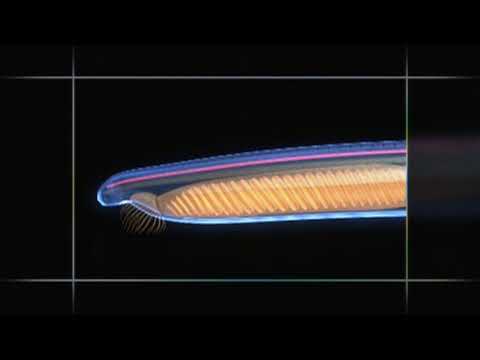 Why is amphioxus not a vertebrate?