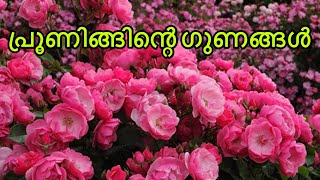 Rose Pruning | റോസാ പ്രൂണിങ് ചെയ്താൽ ഉള്ള ഗുണങ്ങൾ | റോസ് ഗാർഡൻ | Rose Care Malayalam | Rose Plant