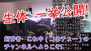 飼育している生体、水槽、ゲージ、全部紹介します!【アクアリウム,熱帯魚,爬虫類,小動物,ペット,チャンネル紹介,ツアー】