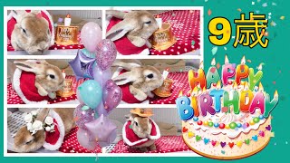 【12/16🎂9歳の誕生日を迎えました】うさぎのアリス🐰今まで内緒にしていた⁉️飼い主とのらぶらぶショットを初公開❣️