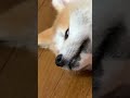 爆睡！秋田犬ちびもんた君