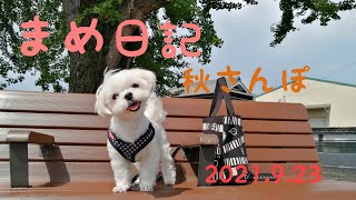 マルチーズ🐾まめ日記　北条鉄道の駅めぐり🚙播磨横田駅〜長駅〜網引駅　彼岸花の盛りだったよ。網引駅のイチョウの紅葉はもうしばらく先の様子。銀杏がたくさん落ちてました🍂　