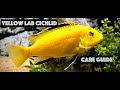 Yellow Lab Cichlid - Care Guide