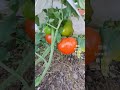 在好高好高的山上 採收蕃茄 tomato 🍅 🍅 🍅