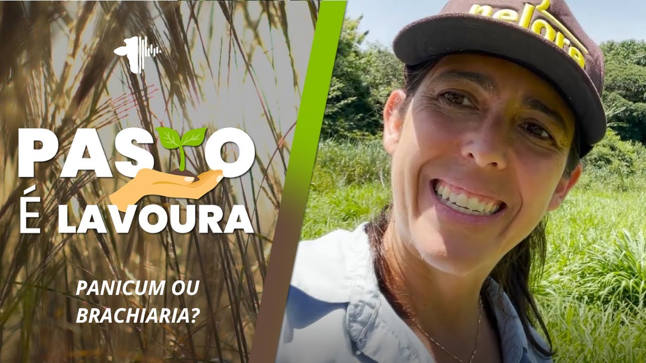 PANICUM OU BRACHIARIA? QUAL A MELHOR FORRAGEIRA PARA O SEU PASTO - YouTube