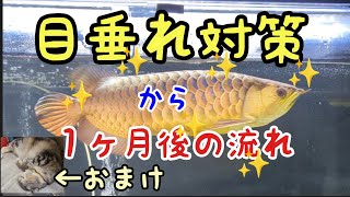 アロワナ目垂れ対策#Part3 目垂れ対策から１ヶ月の経過報告！