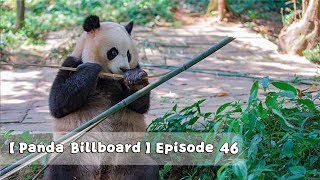 【Panda Billboard】Episode 46 | iPanda