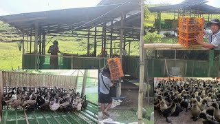 DUCK HOUSING POULTRY MODERN DESIGN DAVAO PHILIPPINES