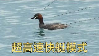 小鷿鷈超高速快艇模式｜Little Grebe Swimming in Like a Clipper｜(石岡水壩，2022/7/30)