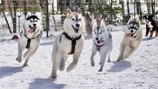 【旅】激似ハスキー4兄弟で別荘へ泊まったらそっくりで尊すぎました・・・【シベリアンハスキー】