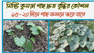 মিষ্টি কুমড়া গাছ দ্রুত বৃদ্ধি করার কৌশল ও  কি দিলে ১৫-২০ দিনে অধিক ফলন হবে। মিষ্টি কুমড়া