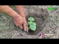 business idea with income of $10 000 fast growing paulownia