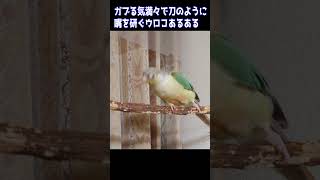 【戦慄】ガブる気満々で刀のように嘴を研ぐウロコあるある😱　 #Short #インコ #ウロコインコ #小鳥 #お笑い #おもしろ動画