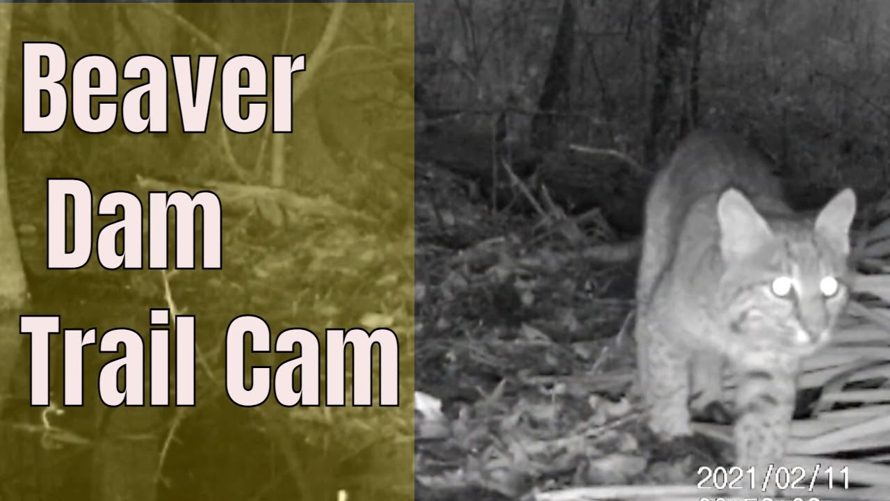 Dam Beaver Dam Cam Florida Swamp Trail Camera Pickup Youtube