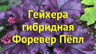 Гейхера чайногибридная. Краткий обзор, описание geykhera-gibridnaya-forever-pyepl форевер пёпл