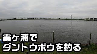 【霞ヶ浦】幻の魚、ダントウボウを釣る【常陸利根川】