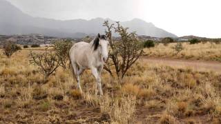 Placitas wild horses, New Mexico, Video taken on 29th July 2011