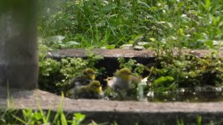 20200502 綠繡眼：「天氣好熱，大家一起來洗澡！」【金山青年活動中心Japanese White-eye】