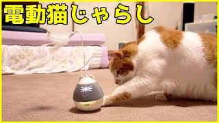 狩猟本能を刺激しながら楽しく遊べる電動猫じゃらしを購入してみた！！