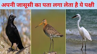 पक्षियों से जुड़े कुछ ऐसे फैक्ट्स जिन्हें आप नहीं जानते 🦅| Birds Facts #shorts