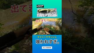 【タイニークラッシュ縛り！】どえらい喰われるビッグベイト。ちょっと待てぃ‼︎  『バス釣り』DRT