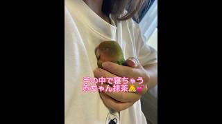 赤ちゃん抹茶さん👶‪🦜‬💕 #インコ #コザクラインコ #小桜インコ #ペット #インコのいる暮らし #抹茶 #推し #犬 #鳥 #推しの子 #抹茶の日常#おすすめ#shorts