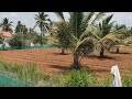 55Gunta farm land near malavalli/100km bangalore/9513194244/