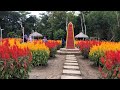 video cinematic taman bunga ragil kuning boyolali jawa tengah