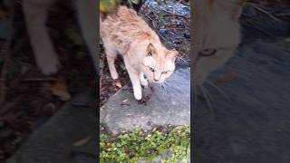 【野良猫】雨の中かわいそうな猫