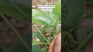 कपास में कोनसा दवा छिडकाये  | cotton spread pesticide