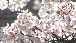 桜　峠に咲くソメイヨシノ　福岡県みやこ町　仲哀峠　　撮影　2020年3月29日