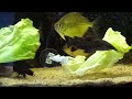 silver dollars eating lettuce metynnis maculatus