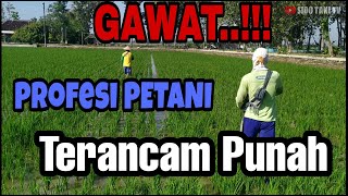 GAWAT..!!! Profesi PETANI terancam PUNAH.