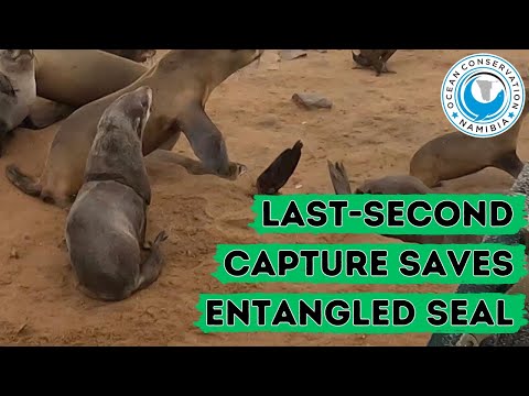 Last-Second Capture Saves Entangled Seal