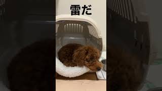 雷に驚くトイプー　Toy poodle surprised by thunder #shorts #トイプードル