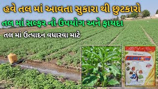 હવે તલ માં સુકારા થી છુટકારો | ઉનાળુ તલ માં સલ્ફર નો ઉપયોગ અને ફાયદા | Unadu tal ni kheti | Kheti