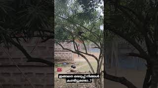 ഇങ്ങനെ ഒരു അടുപ്പ് നിങ്ങൾ കണ്ടിട്ടുണ്ടോ..? ത്രിപുരയിൽ കണ്ടത്. #explore #travel #travelblog #mallu