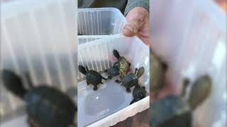 Baby turtle release - Adelaide Botanic Garden Wetlands - April 2021