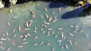 MOST UNIQUE DRONE SHOT I'VE EVER CAPTURED! Hundreds of Manatees. #shorts #shortsfeed #shortsvideo