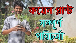 কয়েন প্লান্ট /চাইনিজ মানি প্লান্ট, সম্পূর্ণ পরিচর্যা