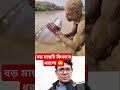 হাত দিয়ে বড় মাছ ধরার নিয়ম। trend fish viral viralvideos viralvideo shortsvideo short funny