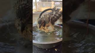 bath, ងូតទឹកសម្អាតកាយ #hawk #eagle #falcon #bird #pet