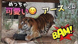 めちゃ可愛い💕🍙アースくん【タイヤに奮闘】 #のんほいパーク  #浜松市動物園 #アムールトラ  #旭山動物園 #トラ #ソーン #アース #円山動物園 #福岡市動物園