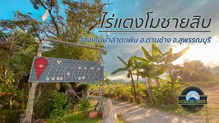 ไร่แตงโมชายสิบ อ.ด่านช้าง จ.สุพรรณบุรี EP.10 #ไร่แตงโมชายสิบ