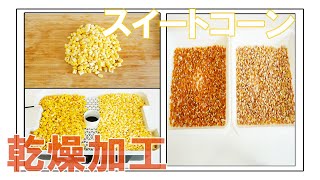 【食品乾燥機】ドラミニを使ってスイートコーンを乾燥