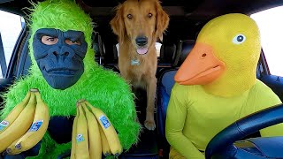 Rubber Ducky Surprises Funny Gorilla with Car Ride Chase