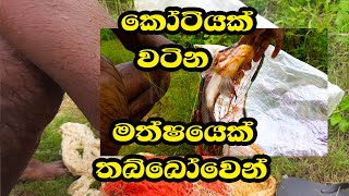 Thabbowa කෝටියක් වටින මාලුවෙක් තබ්බෝවෙන්/ධීවරයකු කියයි