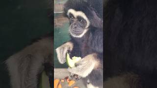 キュウリを食べるクロマティーとシロマティー Gibbon Kuromaty and Shiromaty eat sliced cucumber 2023.07.14 #シロテテナガザル